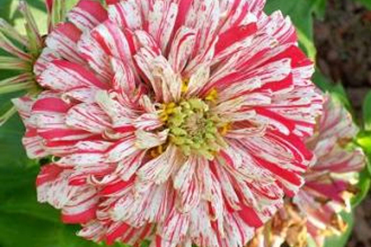 Bon Bon Mix Zinnia Seeds – 100+ Dwarf Flower Seeds, , Colorful Pom-Pom Blooms, Pollinator & Container Garden