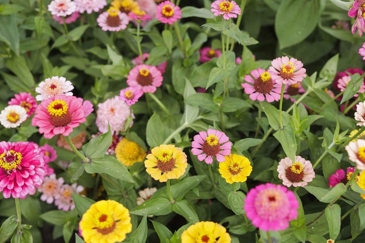 Scabiosa Flowered Zinnia Seeds – 100+ Unique Bloom Seeds, , Double Petals, Cut Flower Garden, Pollinator Favorite