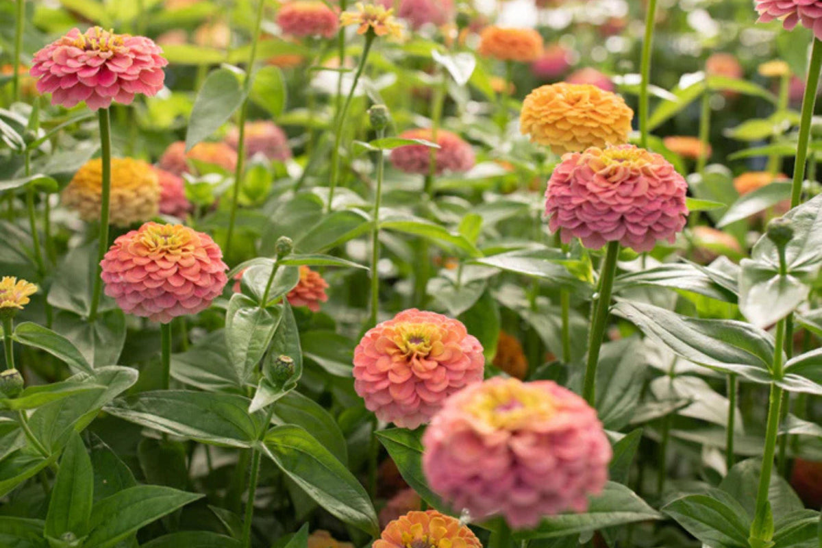 Unicorn Mix Zinnia Seeds - 100+ Magical Color Blooms - USA Grown -  - Butterfly Garden - Cut Flowers - Easy to Grow