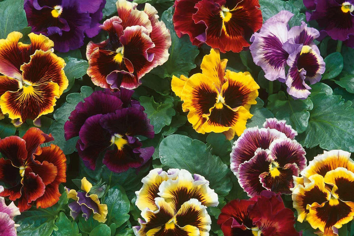 Rococo Mix Pansy Seeds – 200+ Viola Flower Seeds, , Heirloom Variety, Cool Weather Blooms, Garden & Container
