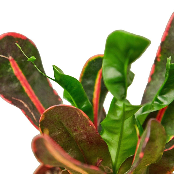 Croton 'Mammy' - Gifts for You 'n Me