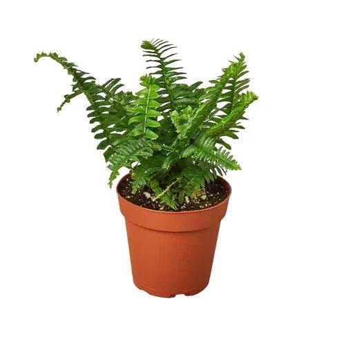 Jester's Crown Fern (Boston Fern) - Gifts for You 'n Me