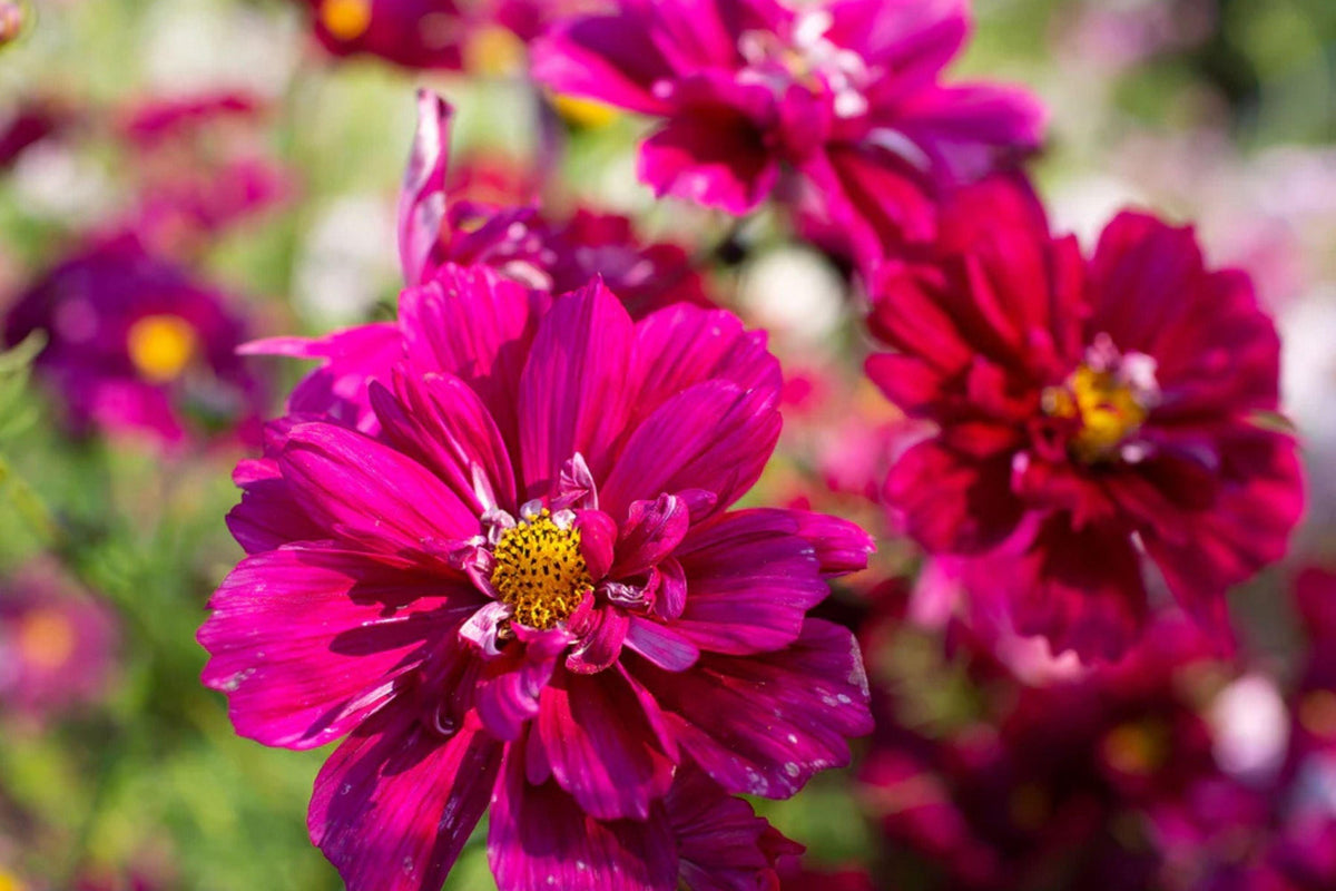 Double Click Cranberries Cosmos Seeds - 200+ Heirloom Flower Seeds, USA Grown, , Pollinator-Friendly Cut Flowers