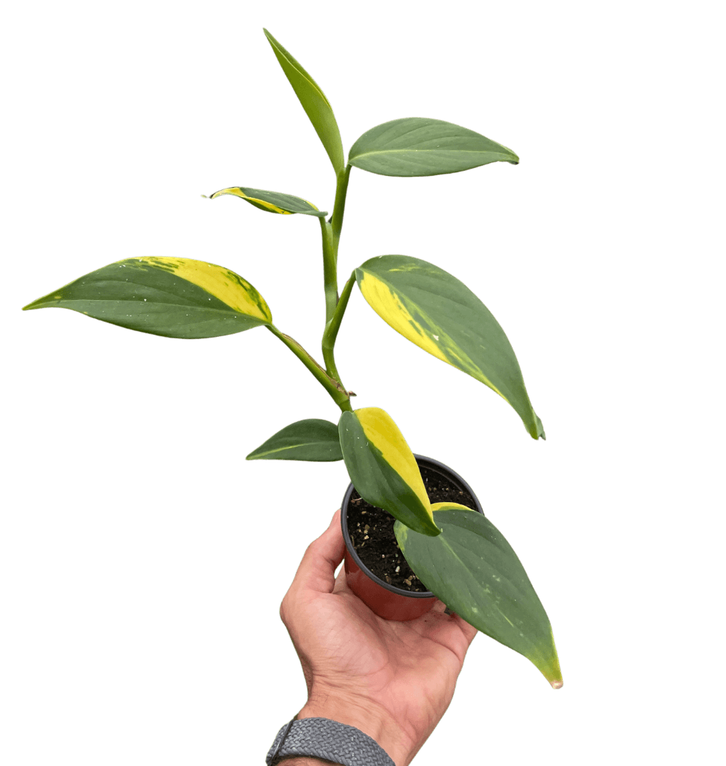 Scindapsus 'Coriaceus'