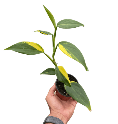 Scindapsus 'Coriaceus'