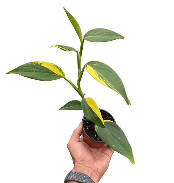 Scindapsus 'Coriaceus'