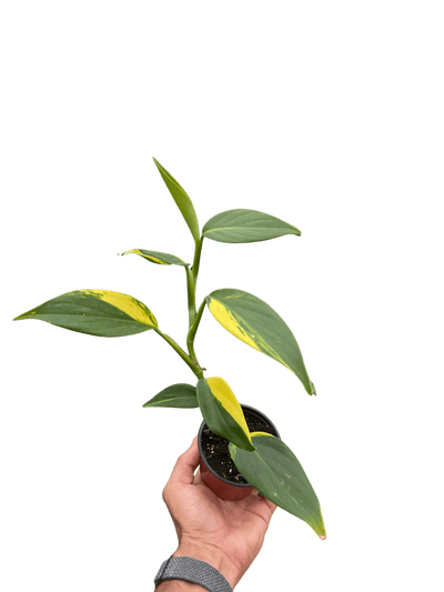 Scindapsus 'Coriaceus'
