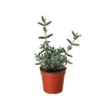 Delosperma echinatum 'Pickle Plant'