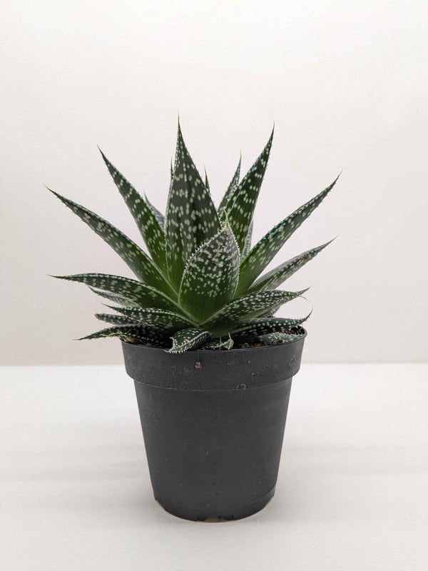 Succulent Gasteria Durban