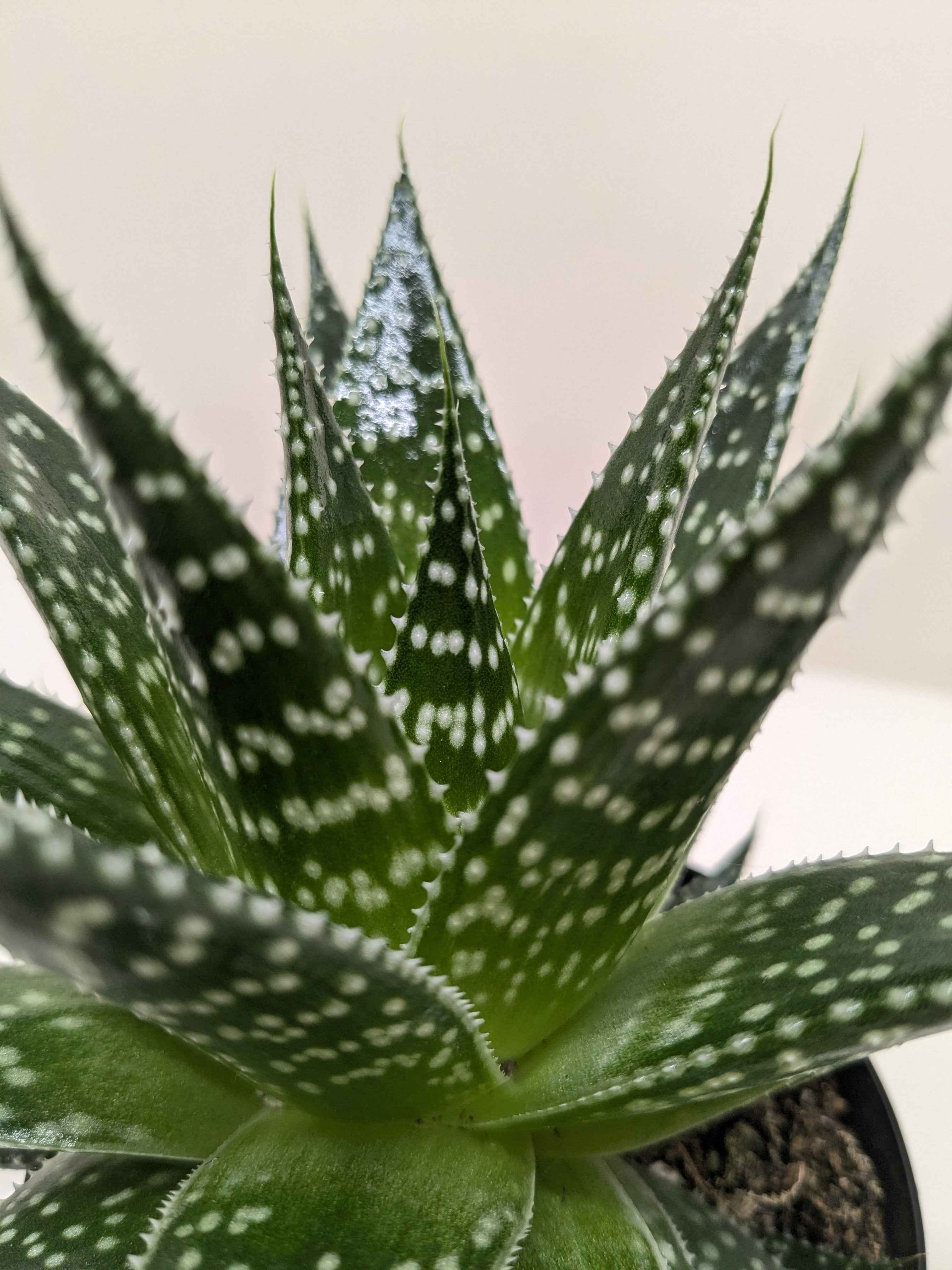 Succulent Gasteria Durban