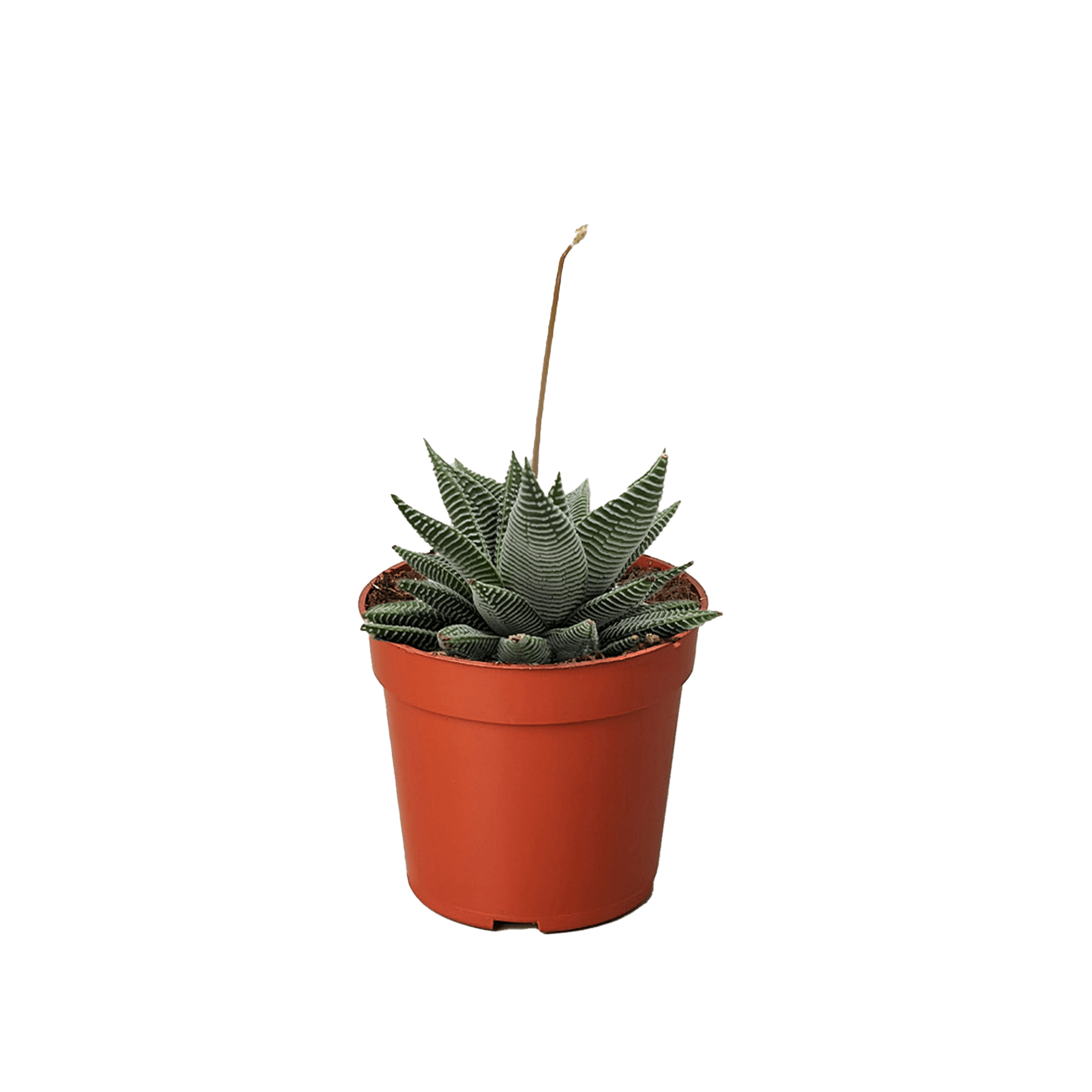 Succulent Haworthia Miami