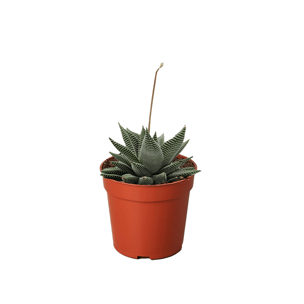 Succulent Haworthia Miami