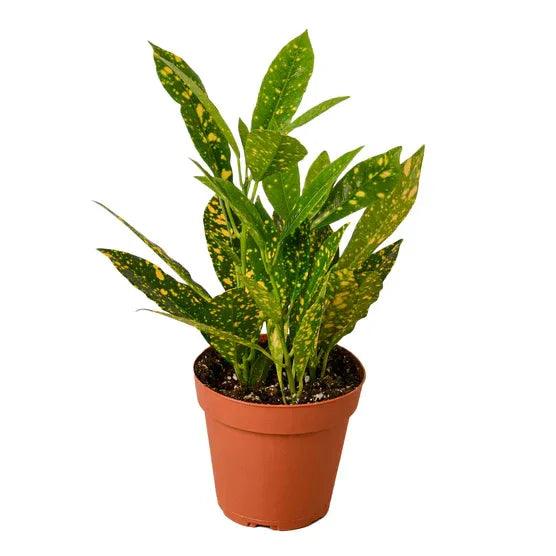 Croton 'Gold Dust' Medium - Gifts for You 'n Me
