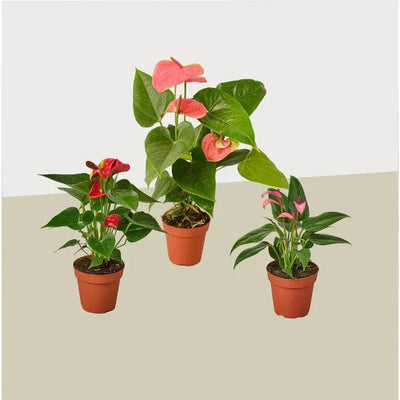3 Anthurium Variety Pack- All Different Colors - 4