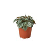 Peperomia 'Napoli Nights' - 4" Pot - 4" Pot