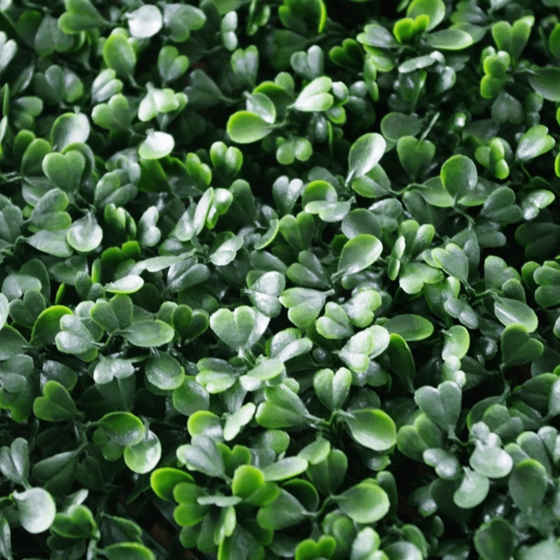 Dark Boxwood Artificial Vertical Garden Green Wall Panel Set of 6 66 SQ FT – UV Resistant – Commercial Grade