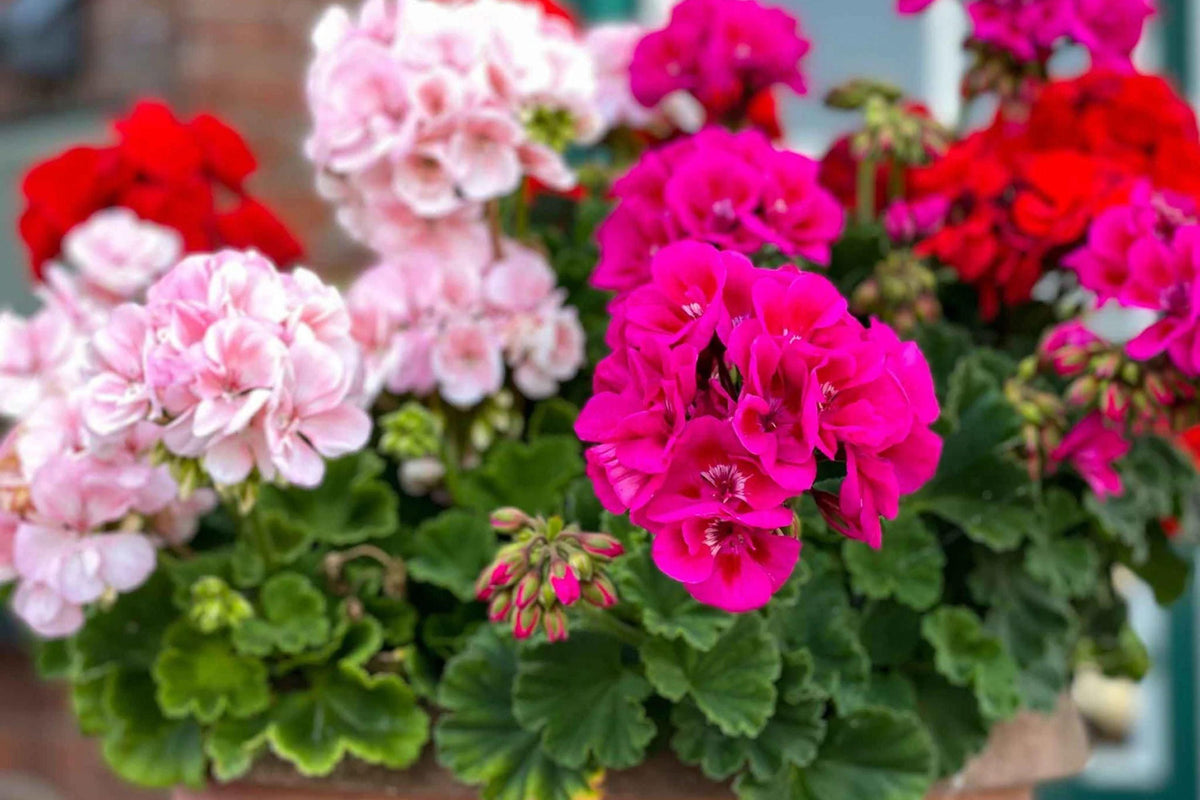 Maverick Mix Geranium Seeds, 25+ Flower Seeds, Colorful Blooms, Container & Garden Planting, Full Sun, Easy to Grow