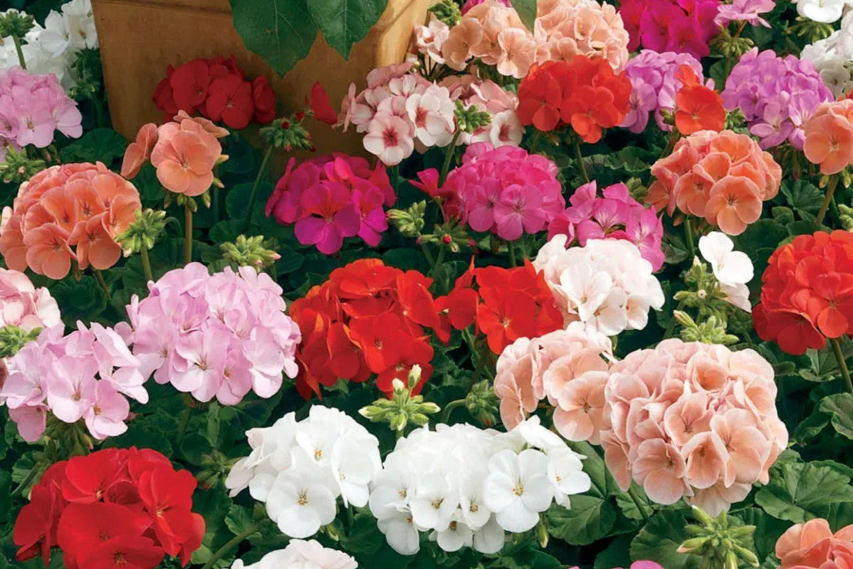 Maverick Mix Geranium Seeds, 25+ Flower Seeds, Colorful Blooms, Container & Garden Planting, Full Sun, Easy to Grow