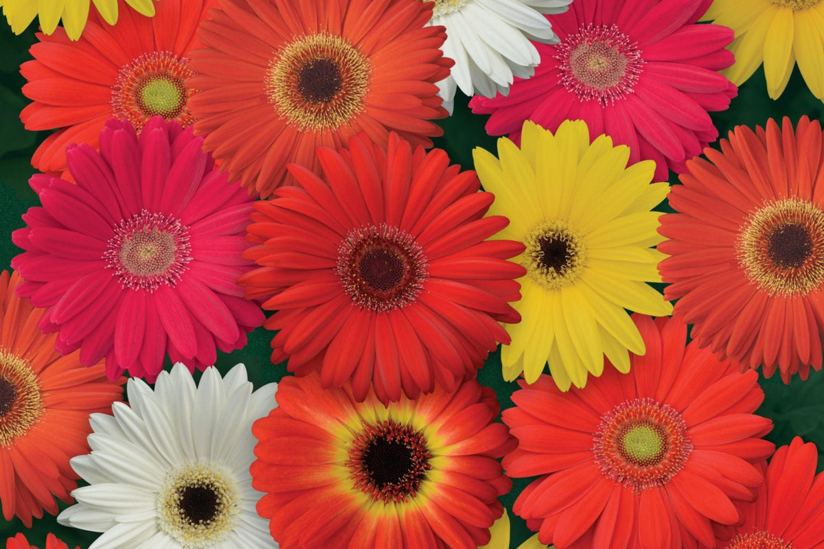 JamesonII Mix Gerbera Daisy Seeds - 200+ Colorful Bloom Seeds - USA Grown -  - Cut Flowers - Butterfly Garden - Easy Grow