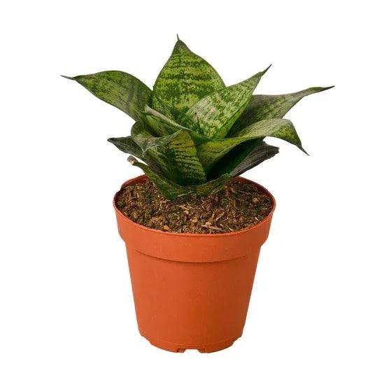 Snake Plant Black Robusta - Gifts for You 'n Me