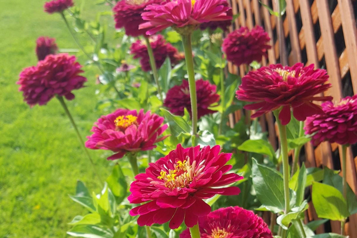 Benary Giant Wine Zinnia Seeds, 100+ Flower Seeds, Deep Burgundy Blooms, Cut Flower Garden, Pollinator-Friendly, Full Sun