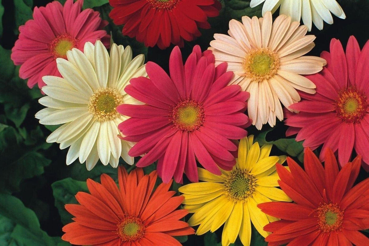 JamesonII Mix Gerbera Daisy Seeds - 200+ Colorful Bloom Seeds - USA Grown -  - Cut Flowers - Butterfly Garden - Easy Grow