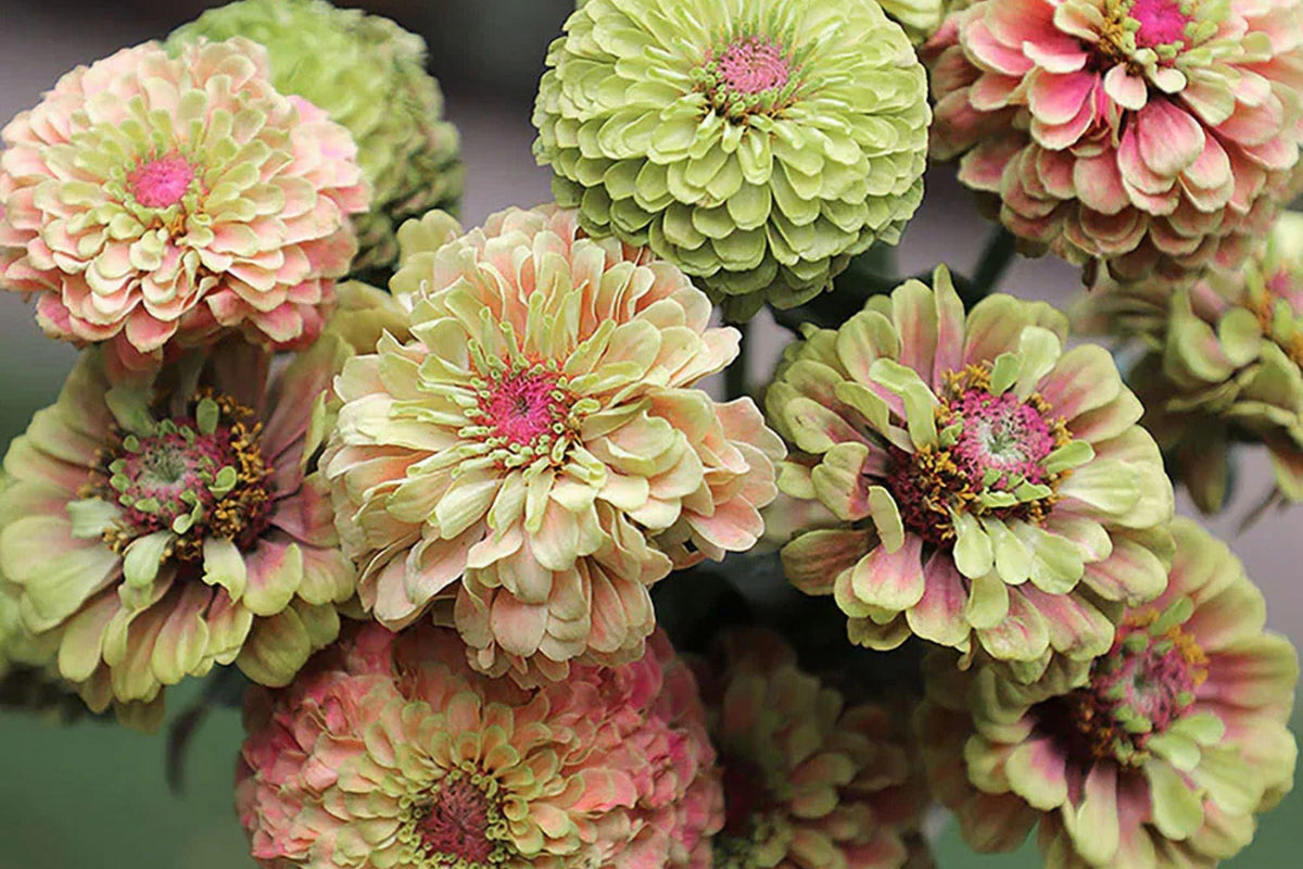 100 Queen Lime Blush Zinnia Seeds – Vibrant Garden Flower, USA Grown, Beautiful Blooms –