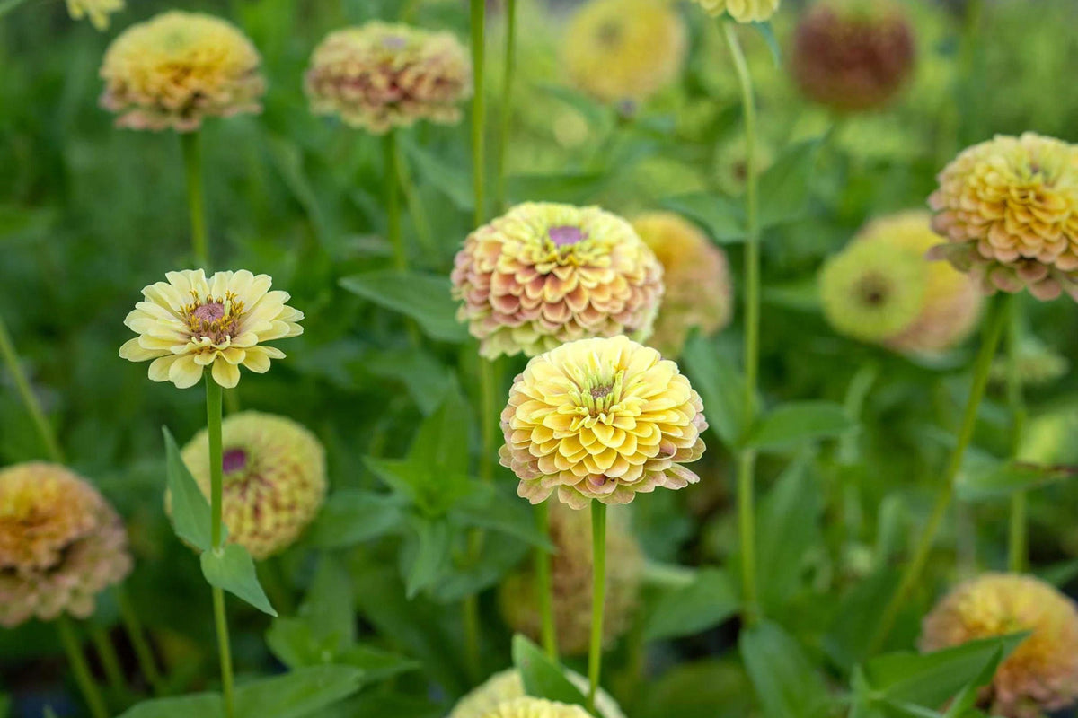 100 Queen Lime Blush Zinnia Seeds – Vibrant Garden Flower, USA Grown, Beautiful Blooms –