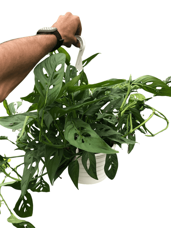 Monstera Adansonii Swiss Cheese | Easy Care Vining Plant | House Plant Shop