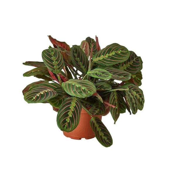 Maranta Red Prayer - Gifts for You 'n Me