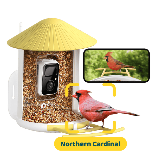 Birdfy Feeder - AI-Powered Smart Bird Feeder with Camera