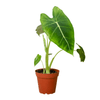 Alocasia Micholitziana 'Frydek' - 4" Pot
