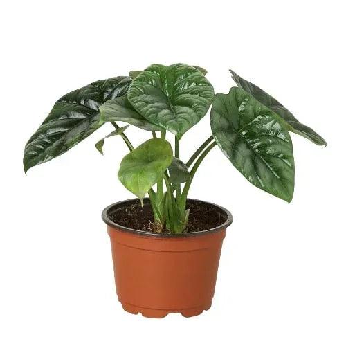 Alocasia 'Mirror Face' - Gifts for You 'n Me
