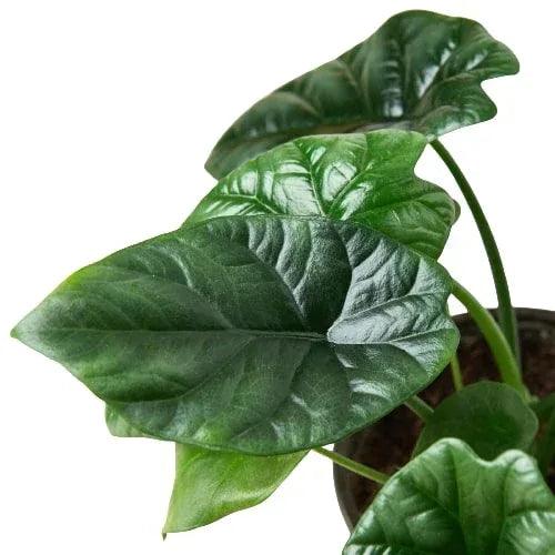 Alocasia 'Mirror Face' - Gifts for You 'n Me