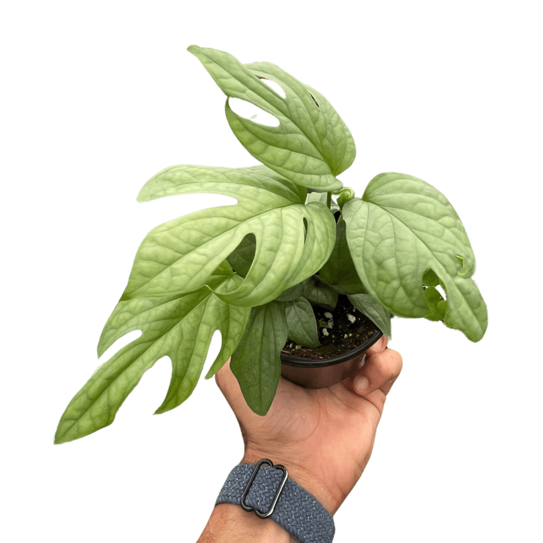Amydrium 'Silver'