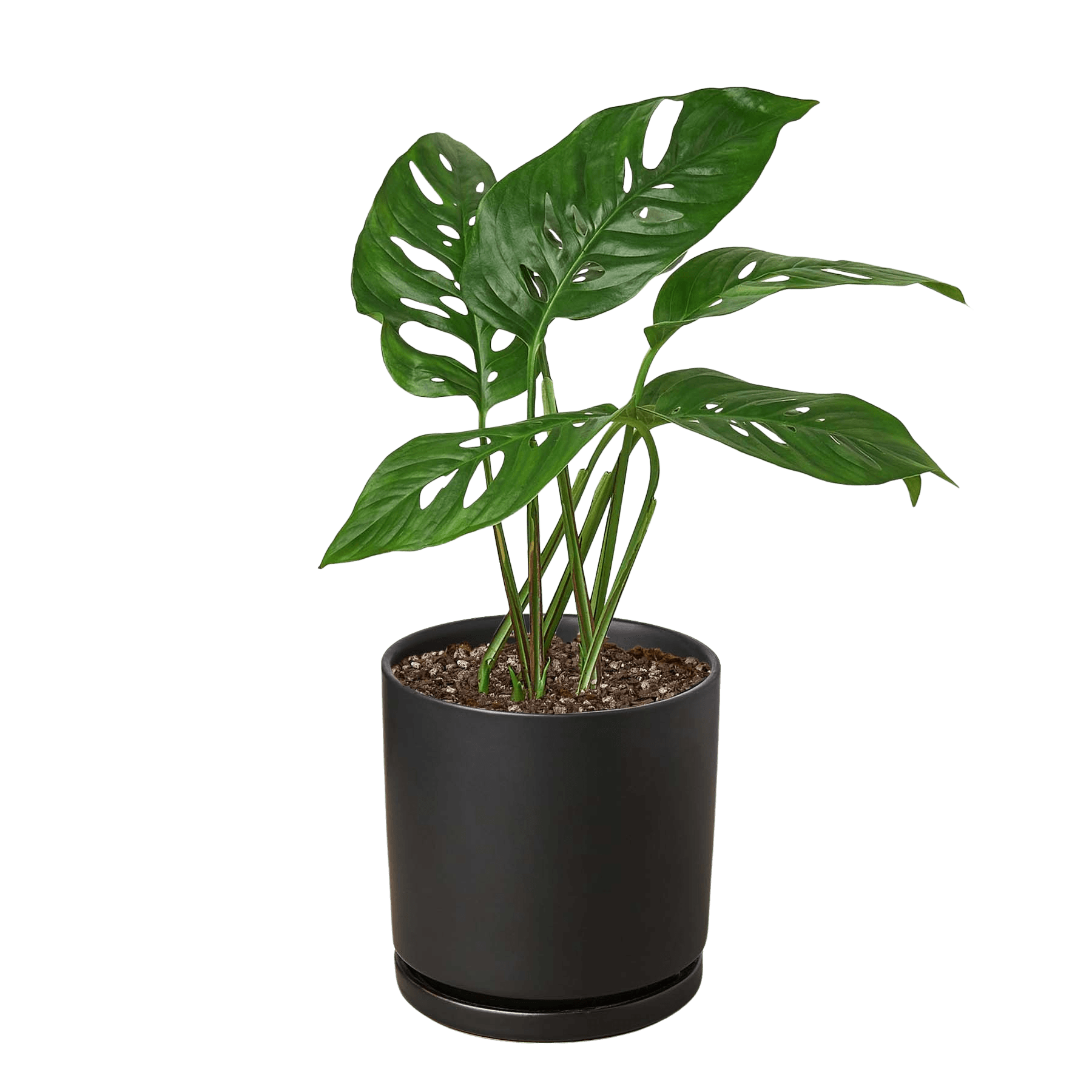 Monstera Adansonii Swiss Cheese | Easy Care Vining Plant | House Plant Shop