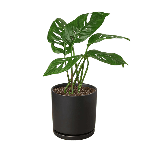 Monstera Adansonii Swiss Cheese | Easy Care Vining Plant | House Plant Shop