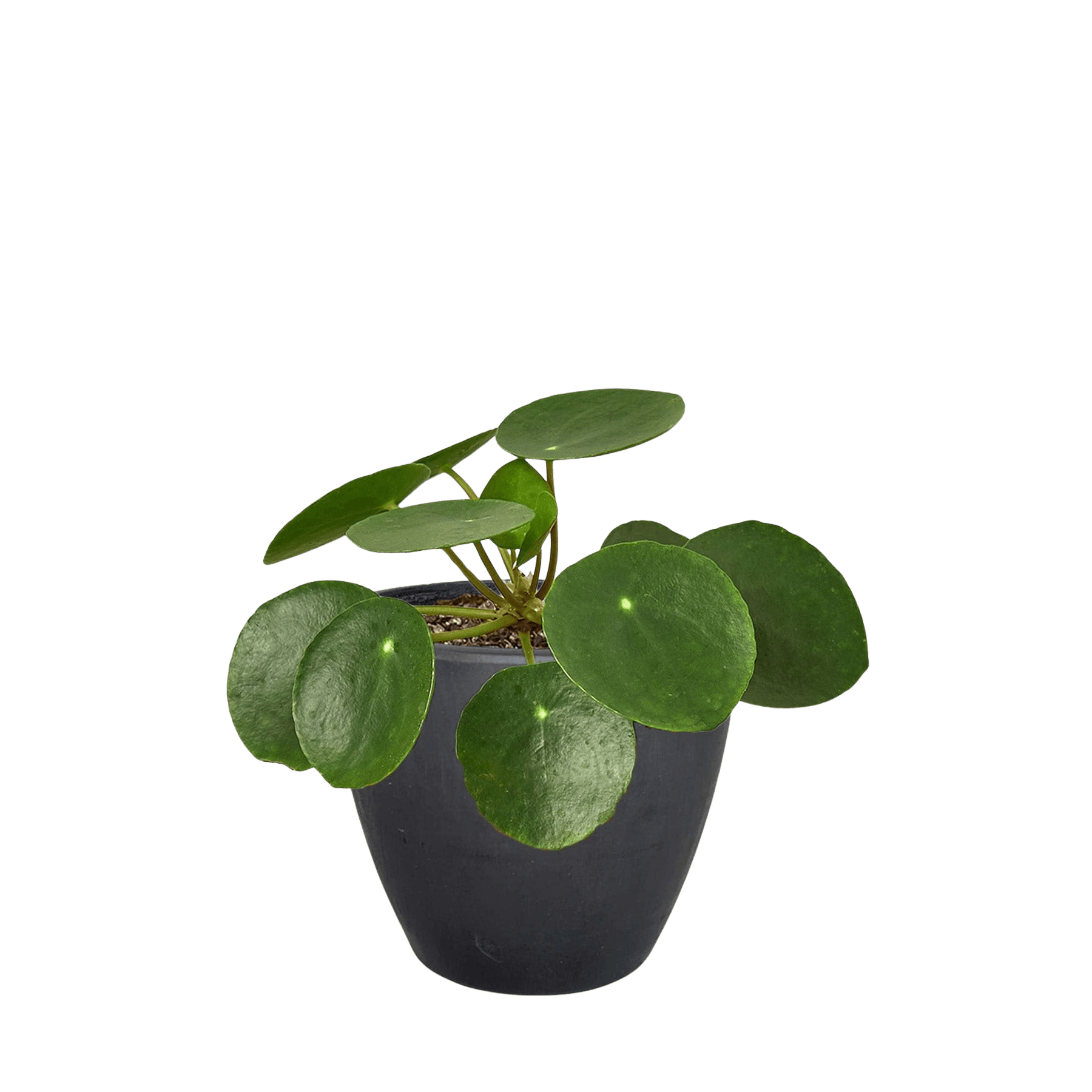 Pilea Peperomioides Chinese Money Plant | Easy Care Coin-Shaped Leaves | House Plant Shop
