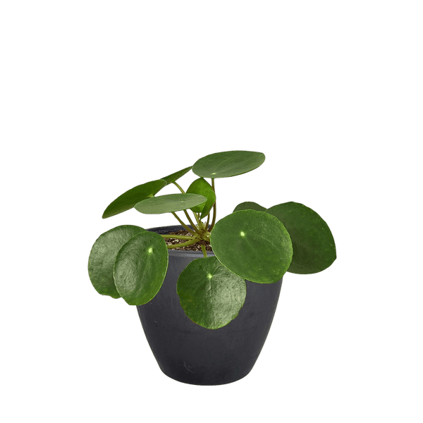 Pilea Peperomioides Chinese Money Plant | Easy Care Coin-Shaped Leaves | House Plant Shop
