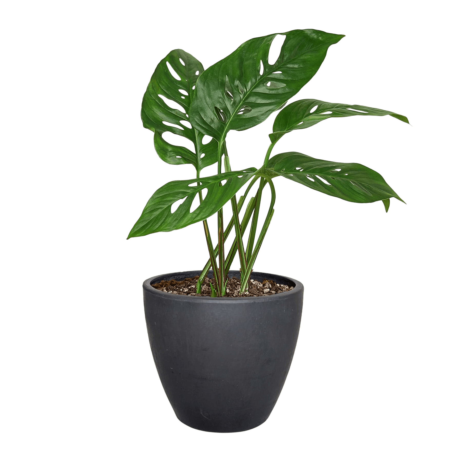 Monstera Adansonii Swiss Cheese | Easy Care Vining Plant | House Plant Shop