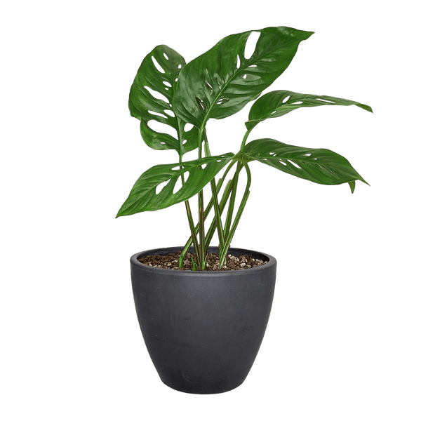 Monstera Adansonii Swiss Cheese | Easy Care Vining Plant | House Plant Shop