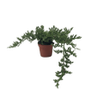 Bonsai Juniper