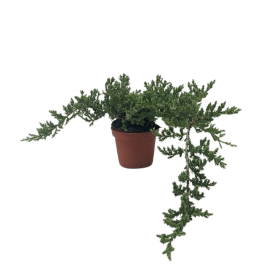 Bonsai Juniper