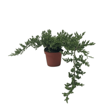 Bonsai Juniper