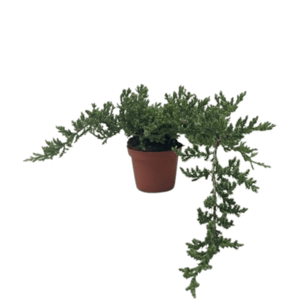 Bonsai Juniper