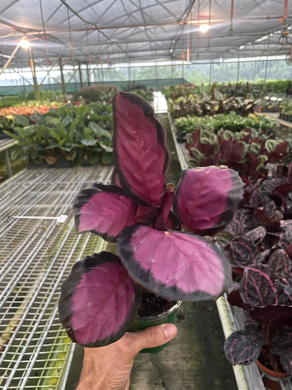 Calathea 'Purple Rose' - Gifts for You 'n Me