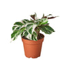 Calathea 'White Fusion' - 4" Pot