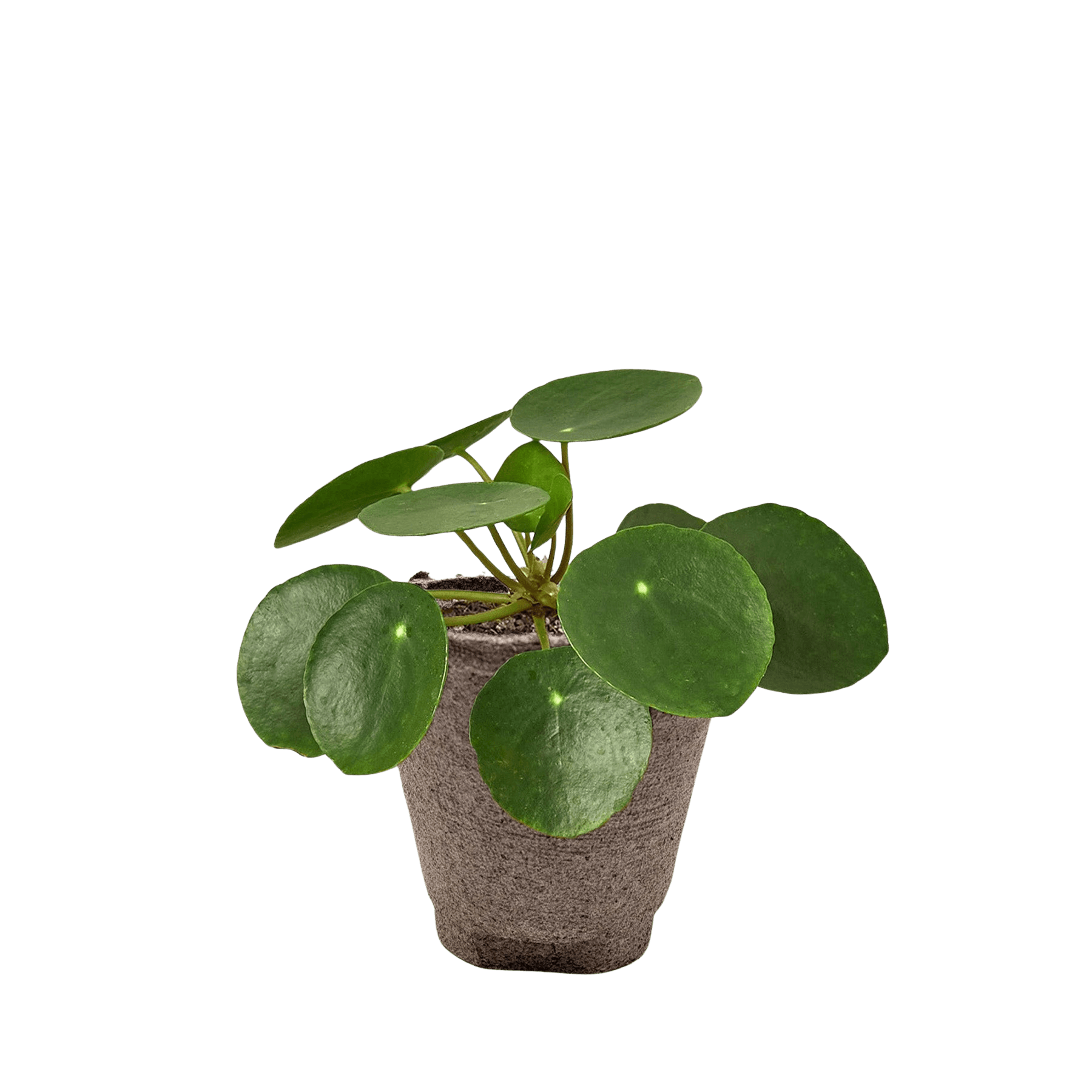 Pilea Peperomioides Chinese Money Plant | Easy Care Coin-Shaped Leaves | House Plant Shop