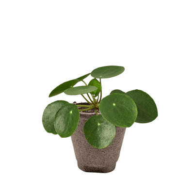 Pilea Peperomioides Chinese Money Plant | Easy Care Coin-Shaped Leaves | House Plant Shop