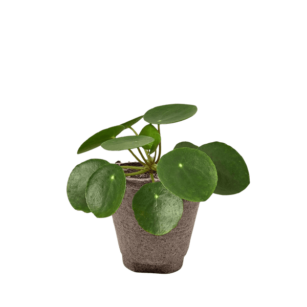 Pilea Peperomioides Chinese Money Plant | Easy Care Coin-Shaped Leaves | House Plant Shop
